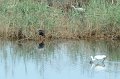 30.9.2012 Saline di Priolo (315)